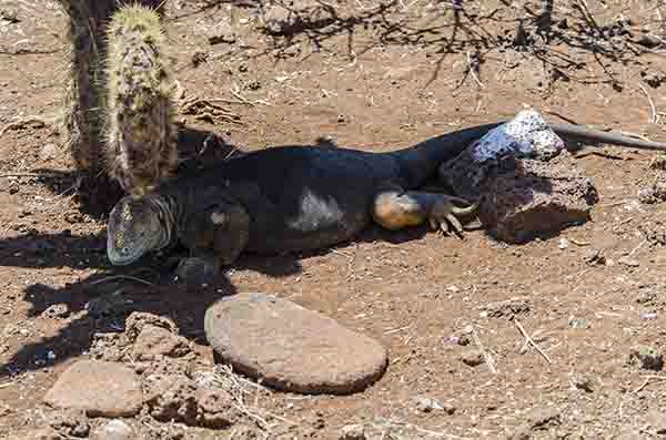 Iguana terrestre de Galápagos - isla Seymour Norte - islas Galápagos - Ecuador 08.jpg